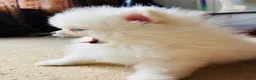 Pomeranian dogs for sale: Adorable little pom-poms looking new parents - Advert 6