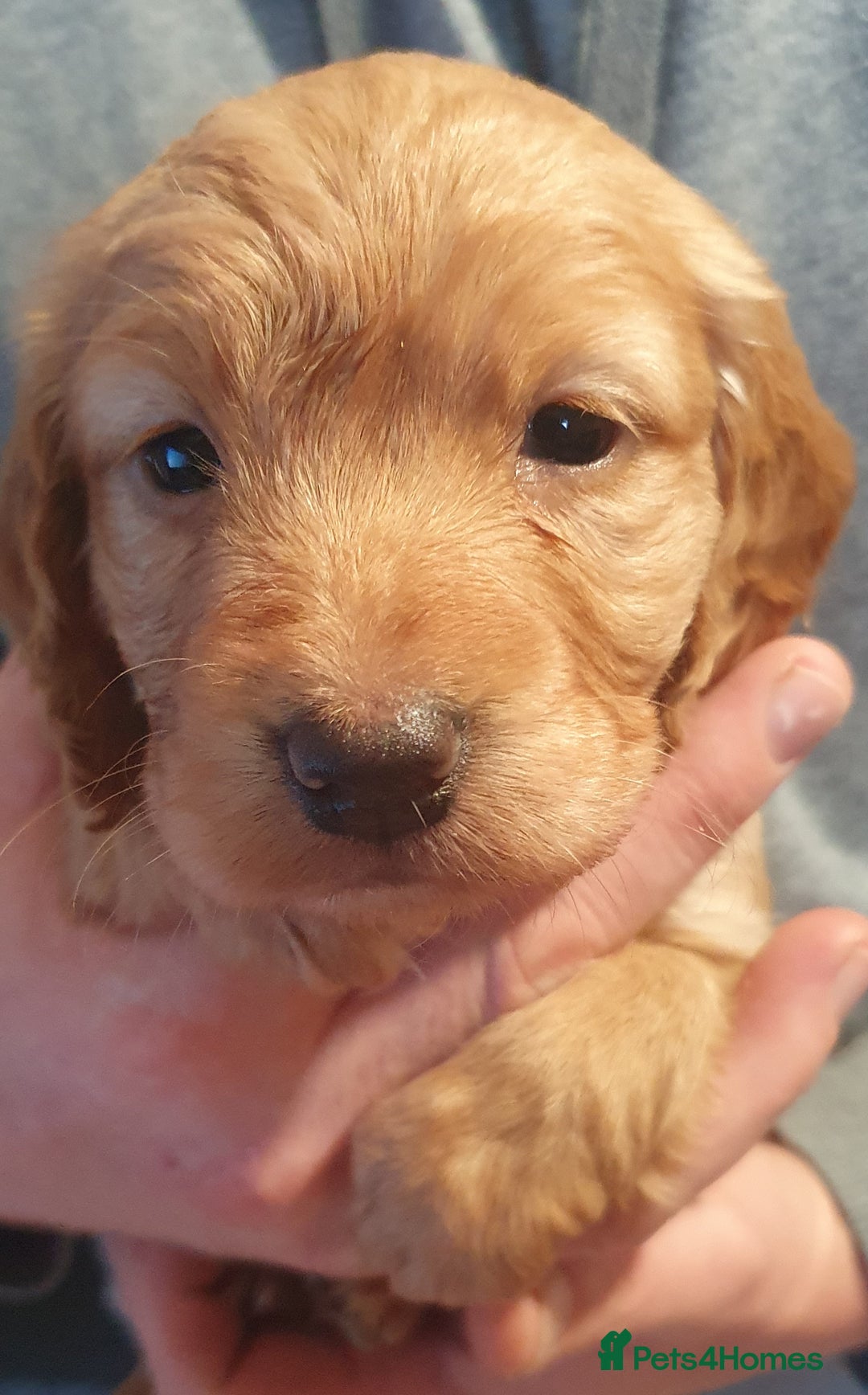 Cocker Spaniel dogs for sale: KC Registered Working Cocker Spaniel  - Advert 13