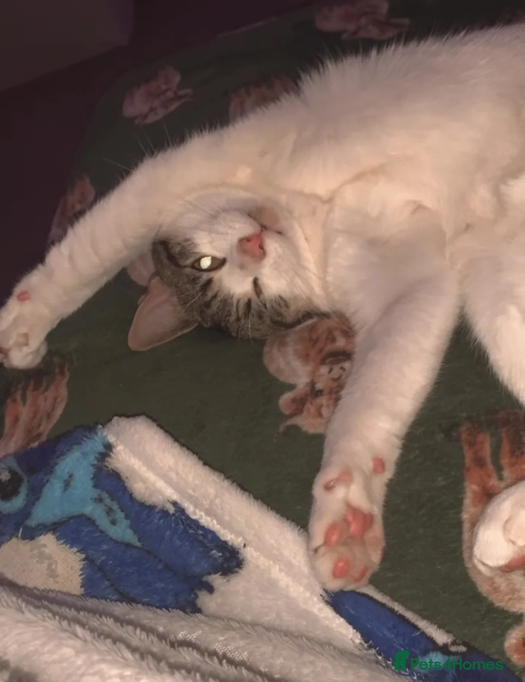 Mixed Breed cats for sale: Male cat in Birmingham - Advert 2