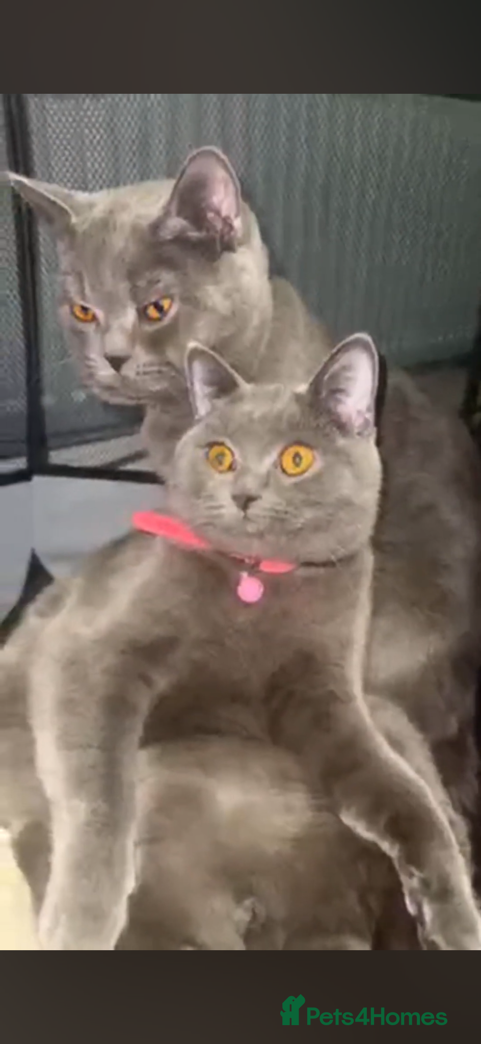 British Shorthair cats Blu British shorthair  - Advert 1