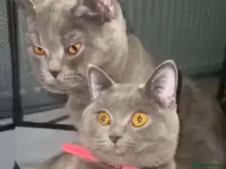 British Shorthair cats Blu British shorthair - Advert 10