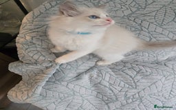 Ragdoll cats for sale: Ragdoll Kittens  - Advert 9