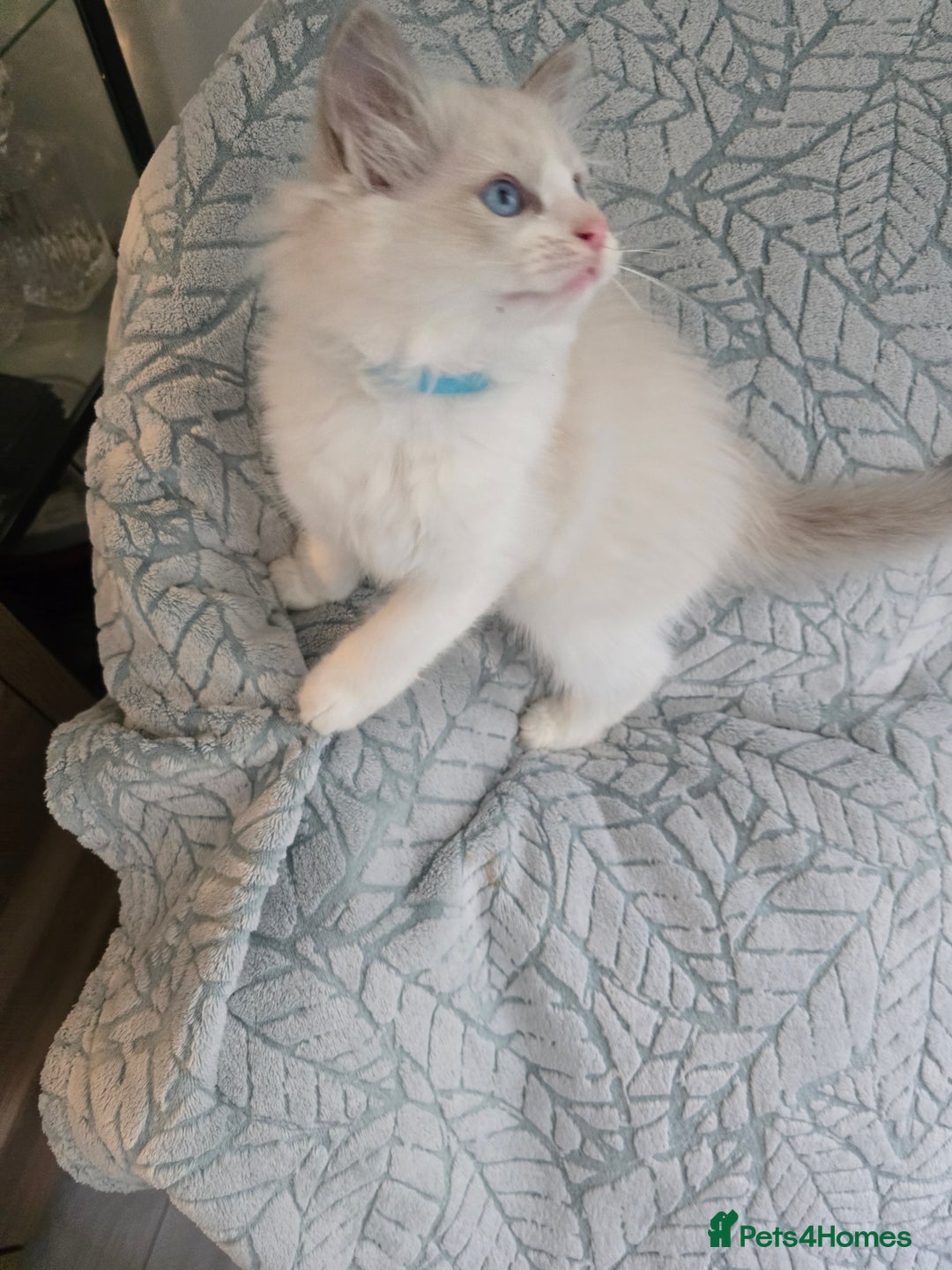 Ragdoll cats for sale: Ragdoll Kittens  - Advert 9