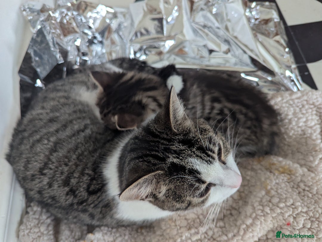 Mixed Breed cats for sale: Male kitten - Advert 7