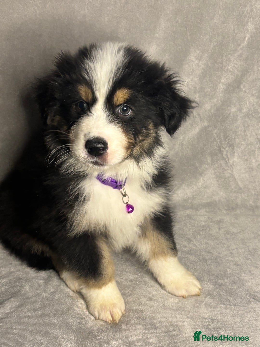 Australian Shepherd dogs for sale: KC registered Australian shepherd puppies  - Advert 5
