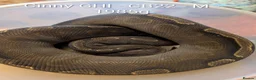 Python Snake reptiles for sale: Royal pythons - Advert 5