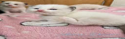 Ragdoll cats for sale: ✨ Beautiful Pedigree Ragdoll Kittens Available ✨ - Advert 20