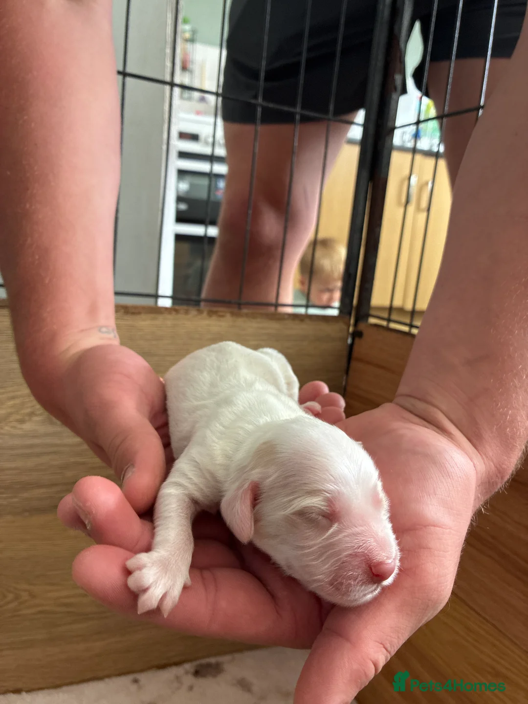 Cockapoo dogs for sale: Beautiful F2 cockapoo puppies for sale - Advert 2