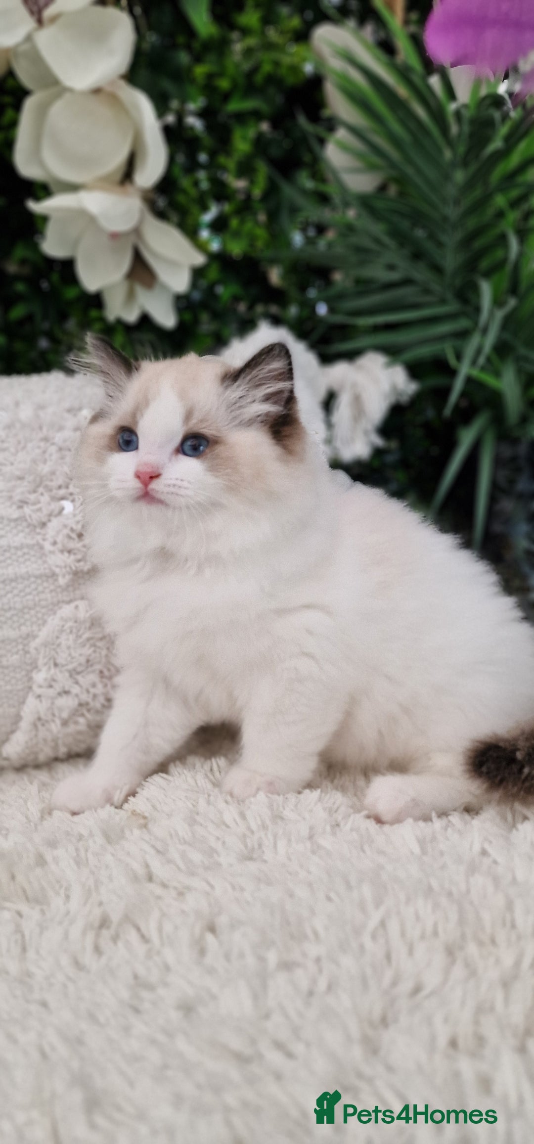 Ragdoll cats for sale: 🩷✨️Lovely Chunky EU kittens✨️🏆TICA Award cattery - Image 11