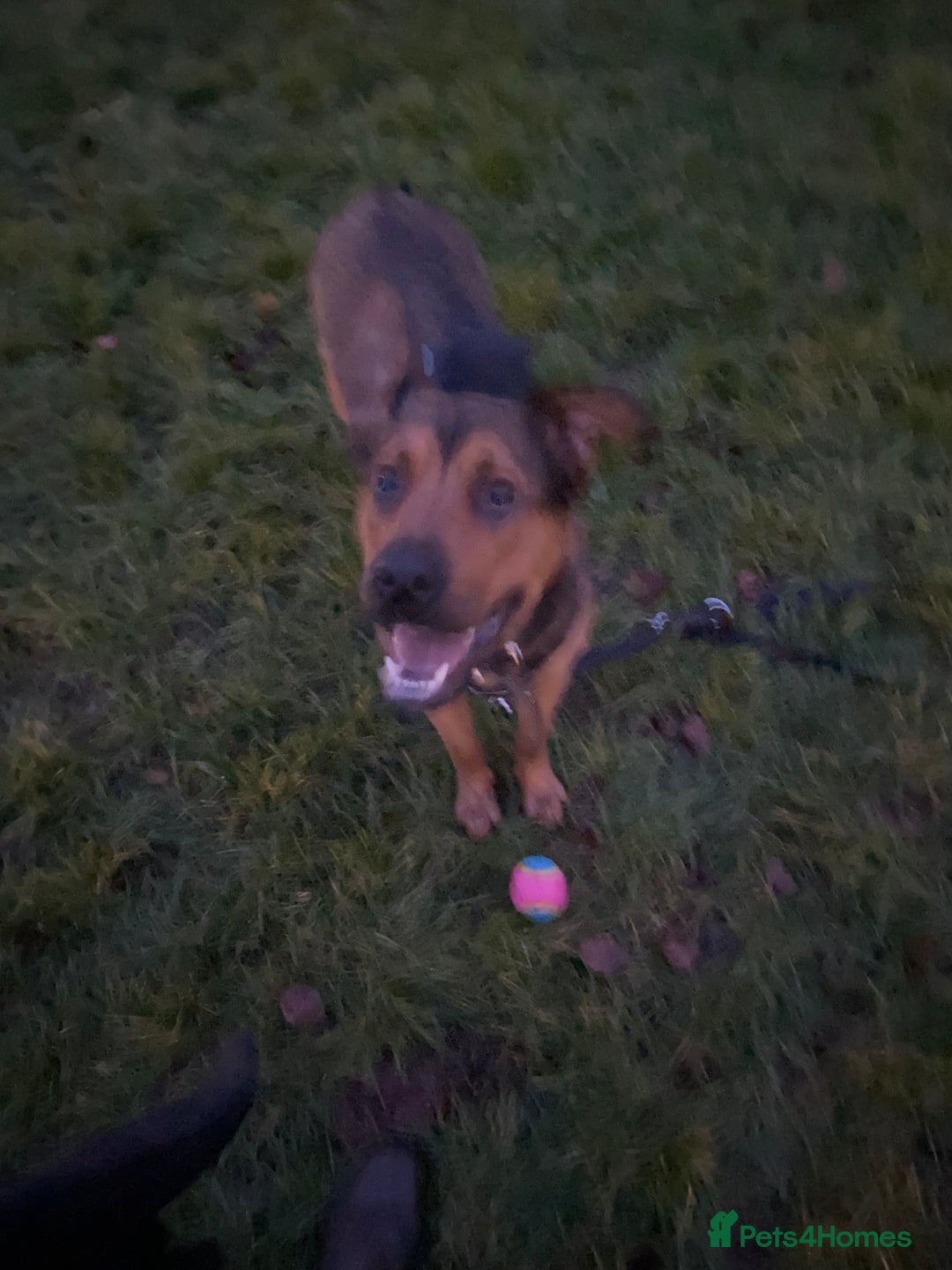 Mixed Breed dogs for sale: Jasper - Advert 2