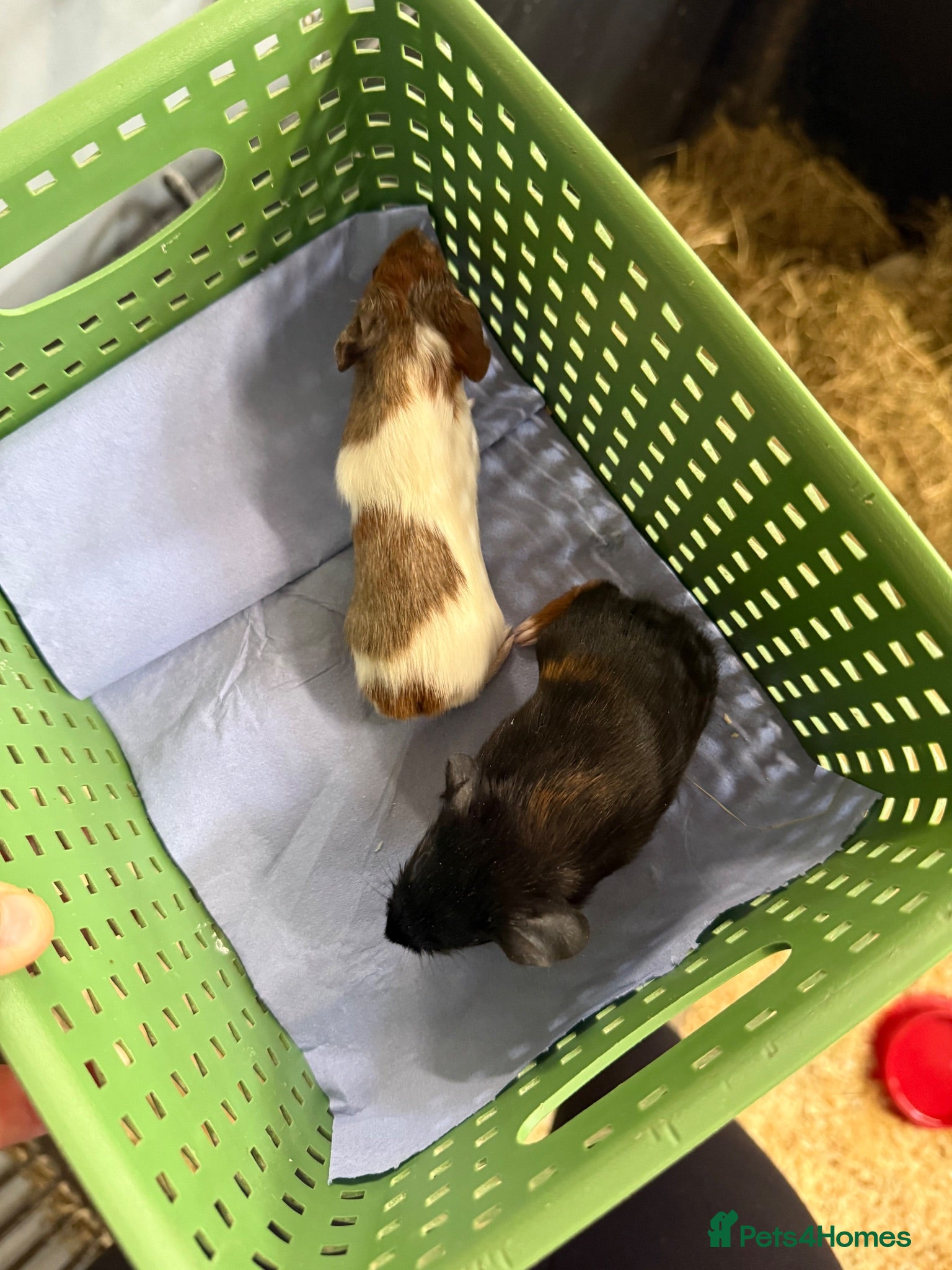 Guinea Pig rodents Baby male guinea pigs  - Advert 7