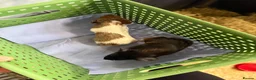 Guinea Pig rodents for sale: Baby male guinea pigs  - Advert 1