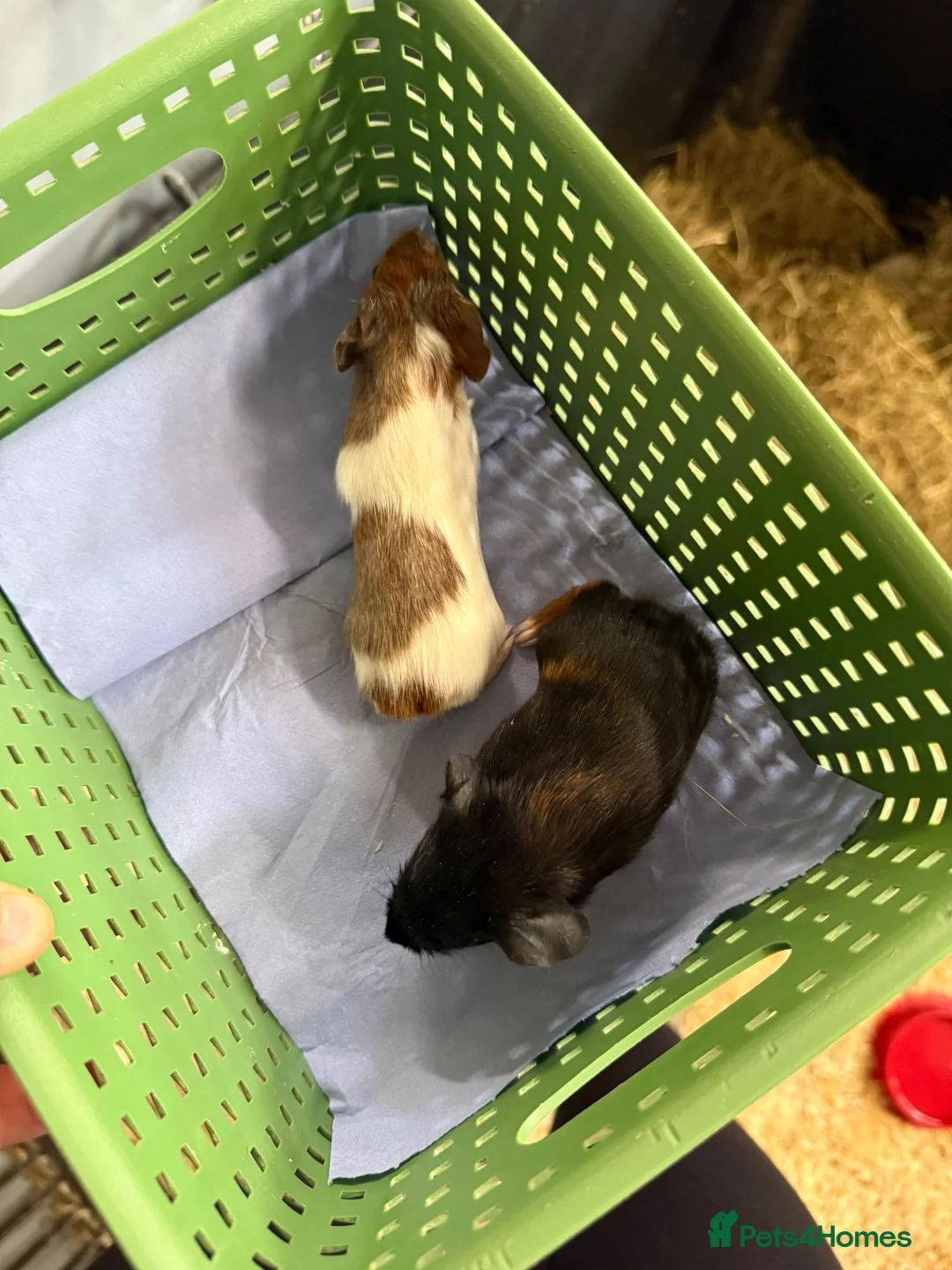 Guinea Pig rodents for sale: Baby male guinea pigs  - Advert 1