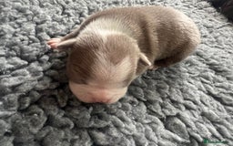 Boston Terrier dogs for sale: Boston terrier puppies - Image 16