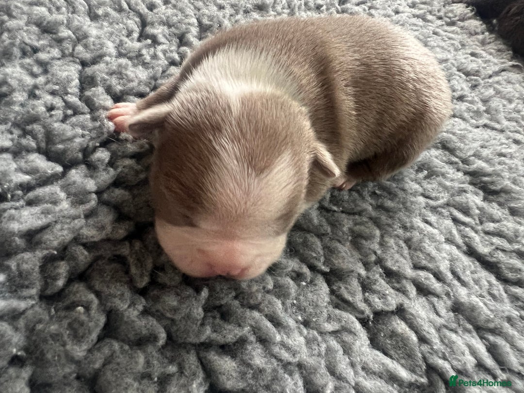 Boston Terrier dogs for sale: Boston terrier puppies - Image 16