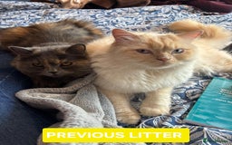 British Shorthair cats for sale: British Shorthair kittens - Image 21