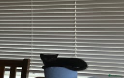 Mixed Breed cats for sale: 2 Adorable Black Girl Kittens Looking for Homes - Image 5