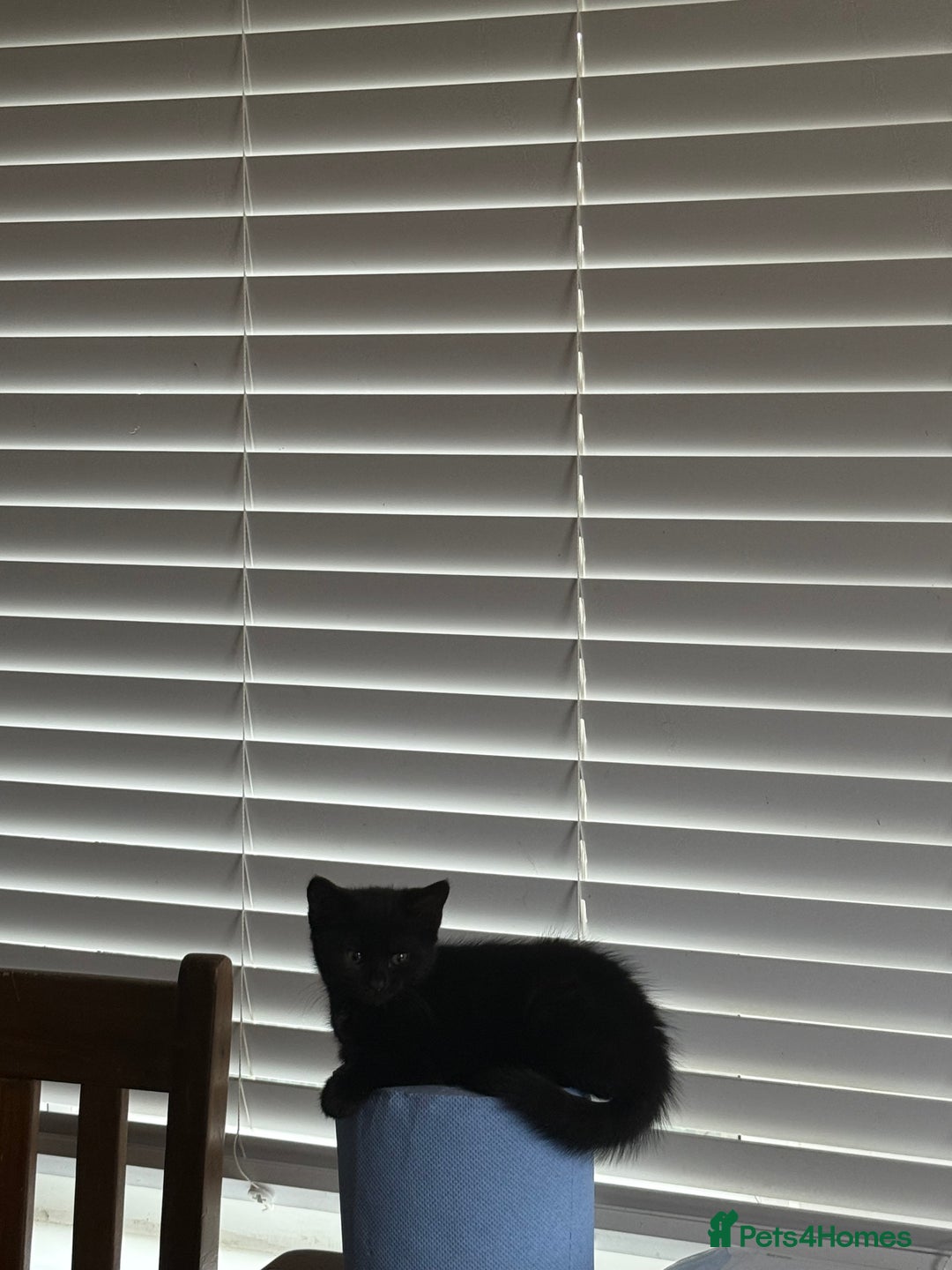 Mixed Breed cats for sale: 2 Adorable Black Girl Kittens Looking for Homes - Image 5