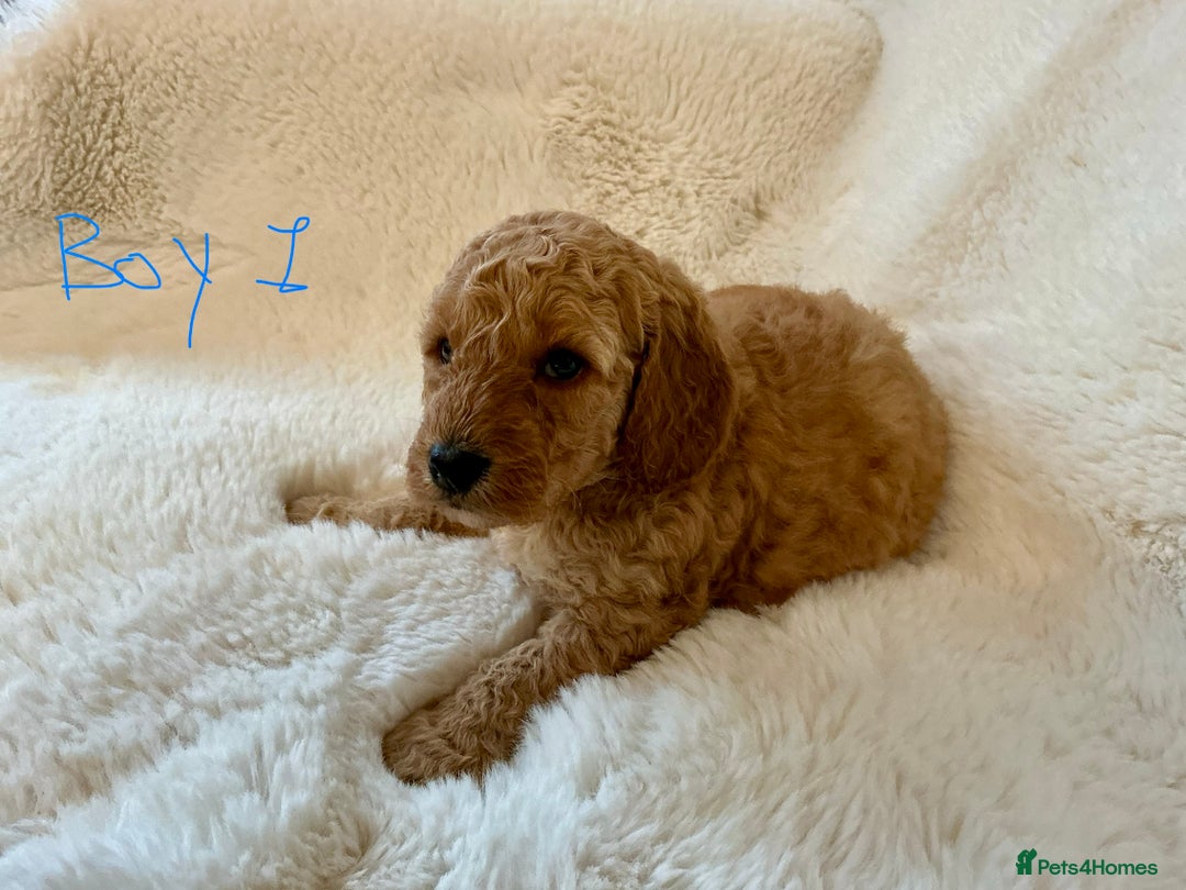 Cockapoo dogs for sale: Adorable little Cockapoo puppies  - Image 6