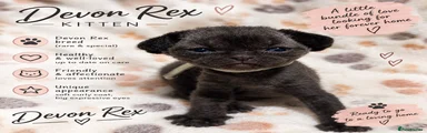Devon Rex 1
