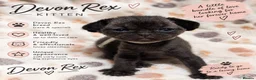 Devon Rex cats for sale: Beautiful Devon Rex Kittens 🐾❤️ - Advert 9
