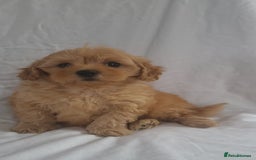 Maltipoo dogs for sale: Maltipoo puppies 5🌟licence breeder  - Image 12
