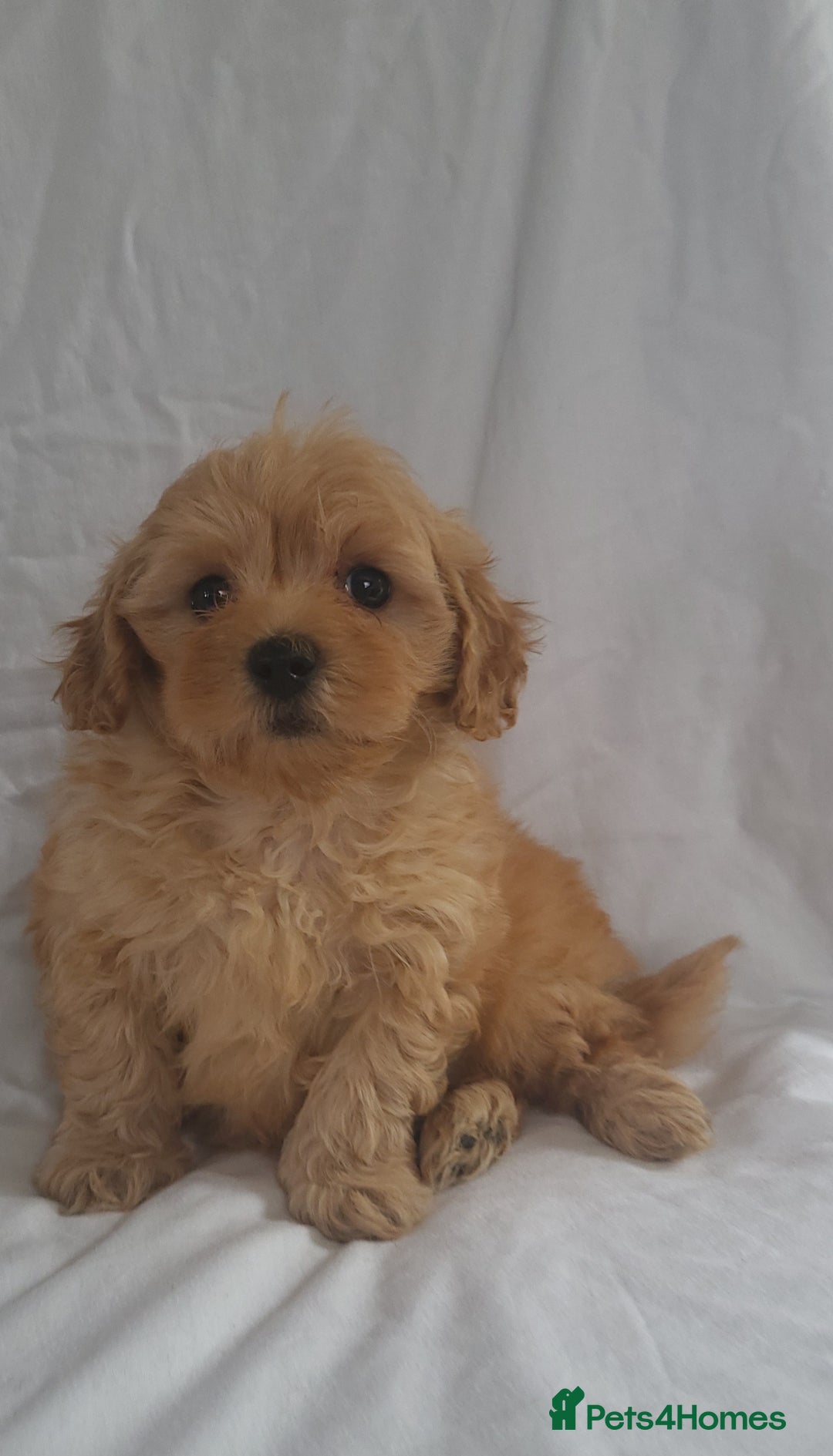 Maltipoo dogs for sale: Maltipoo puppies 5🌟licence breeder  - Image 12