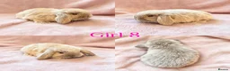 Mini Lop rabbits for sale: Baby Mini Lops Ready 08/08 - Advert 8