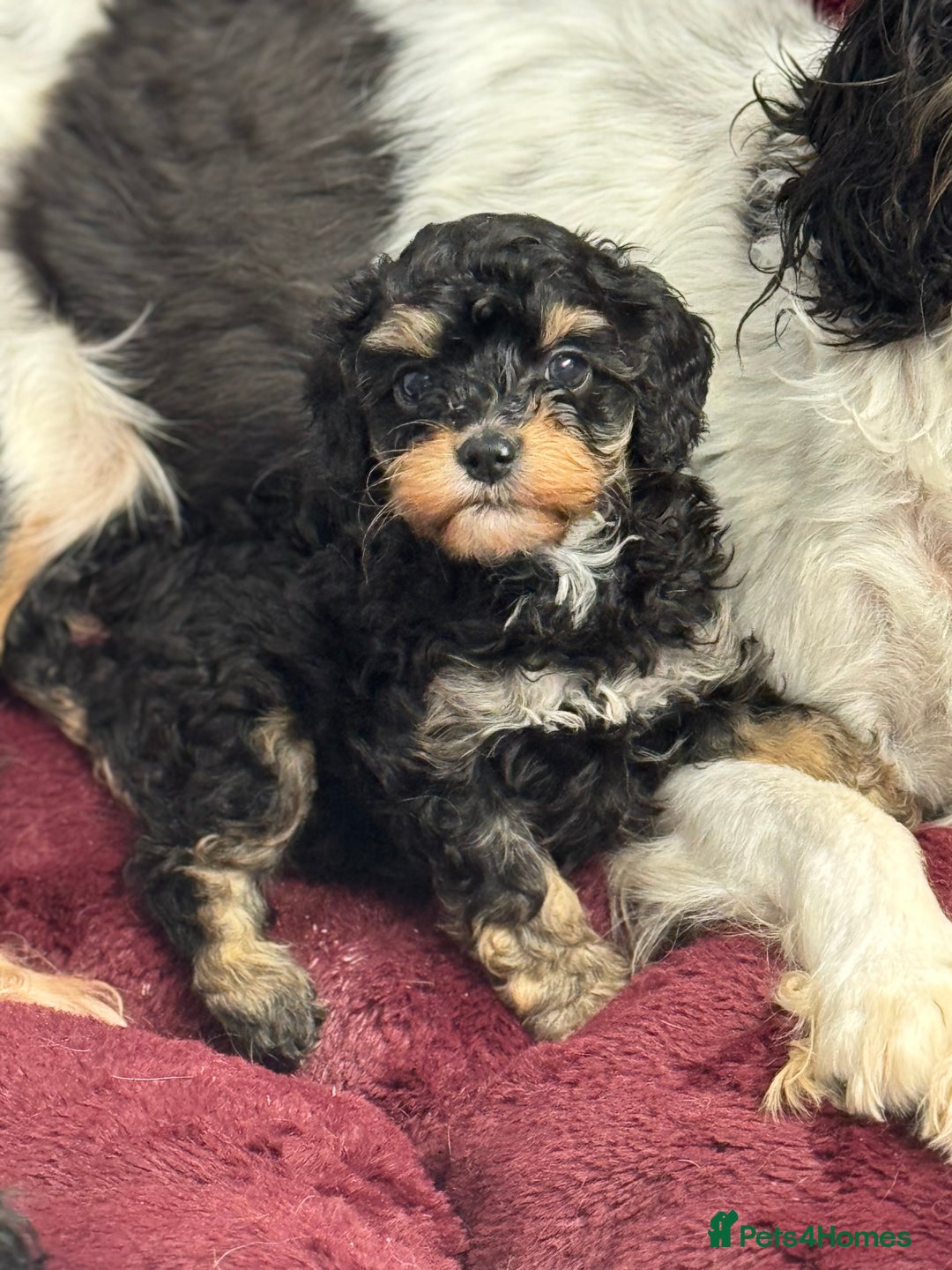 Cavapoo dogs for sale: Cavapoo puppies f1  - Advert 17