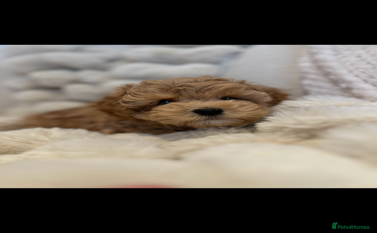 Maltipoo dogs - Advert 1