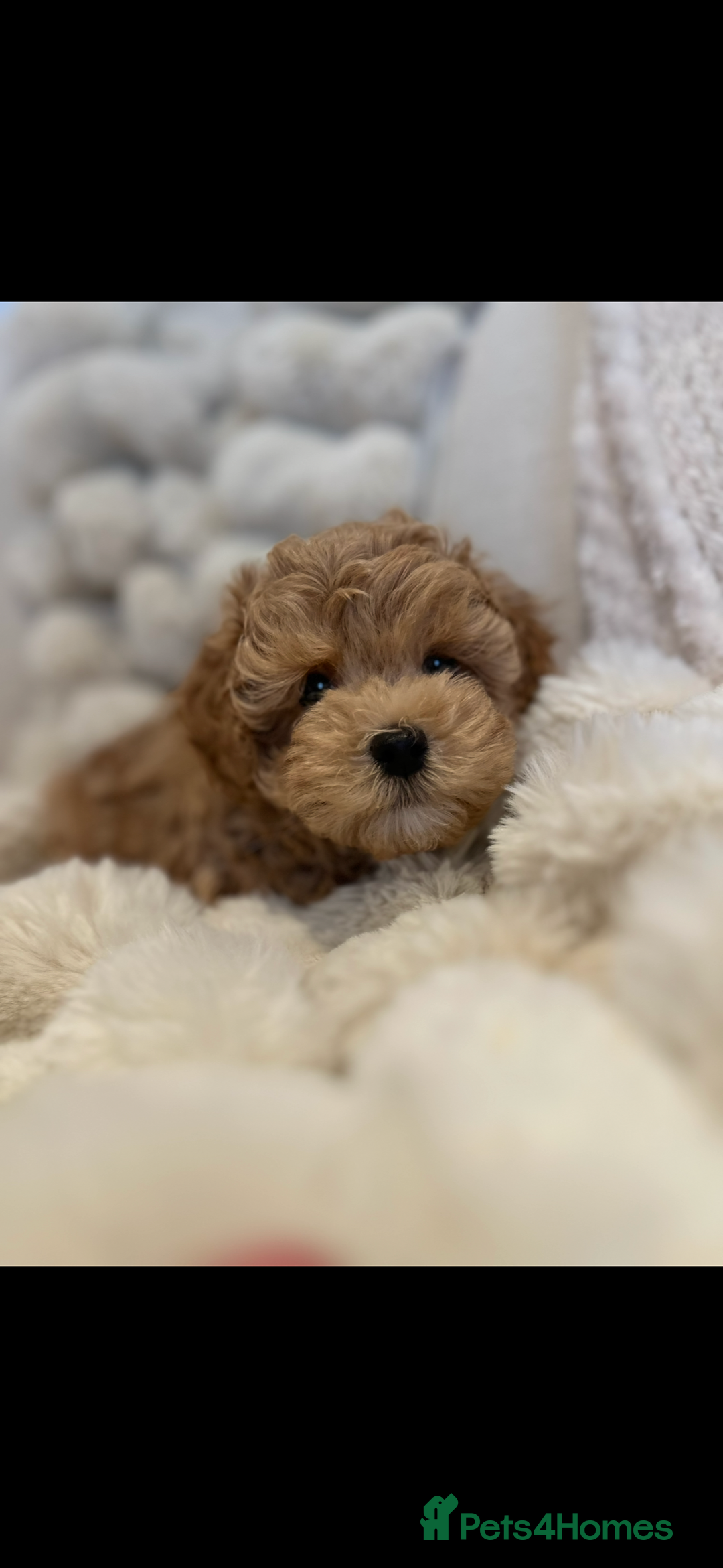 Maltipoo dogs for sale: Gorgeous F1 Maltipoo boy  - Image 2