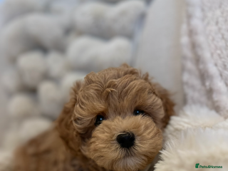 Maltipoo dogs - Advert 9