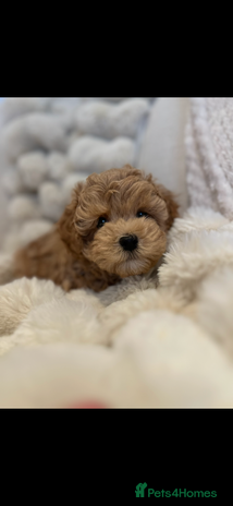 Maltipoo dogs - Advert 1
