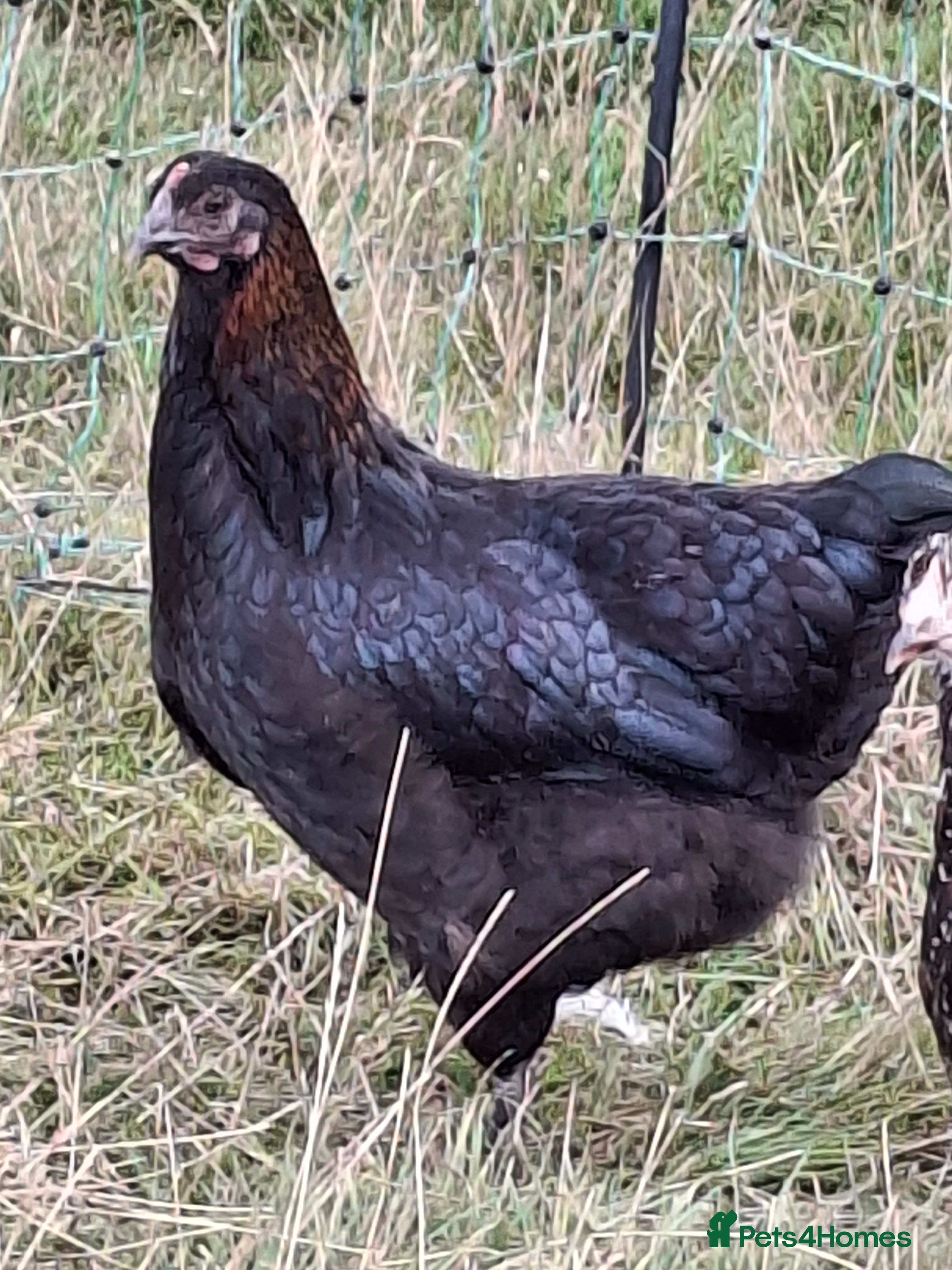 Chickens poultry Black copper marans and Red Dorkings - Advert 6