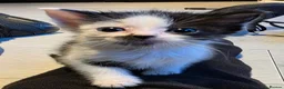 Mixed Breed cats for sale: Beautiful kittens for sale  - Advert 19
