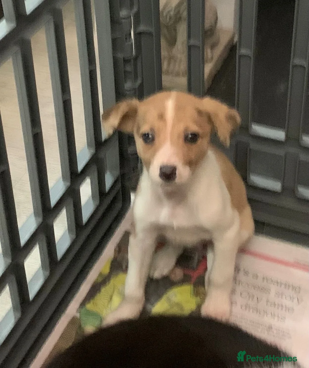 Mixed Breed dogs for sale: Old style Lurcher puppies - Advert 16