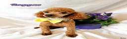 Toy Poodle dogs for sale: Toy poodle puppies  - Advert 22