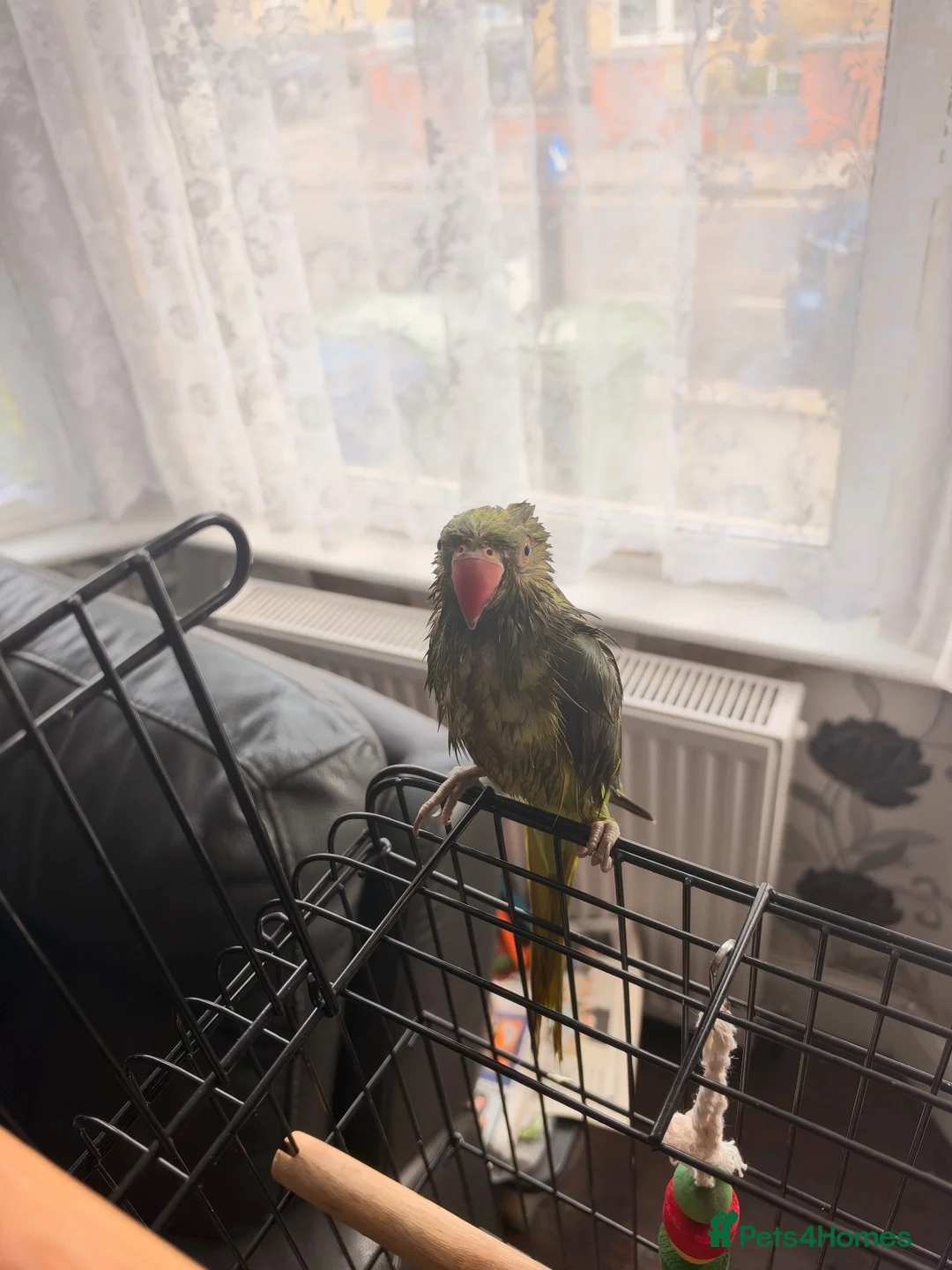 Parrots birds for sale: Ringnecked parrot - Advert 2