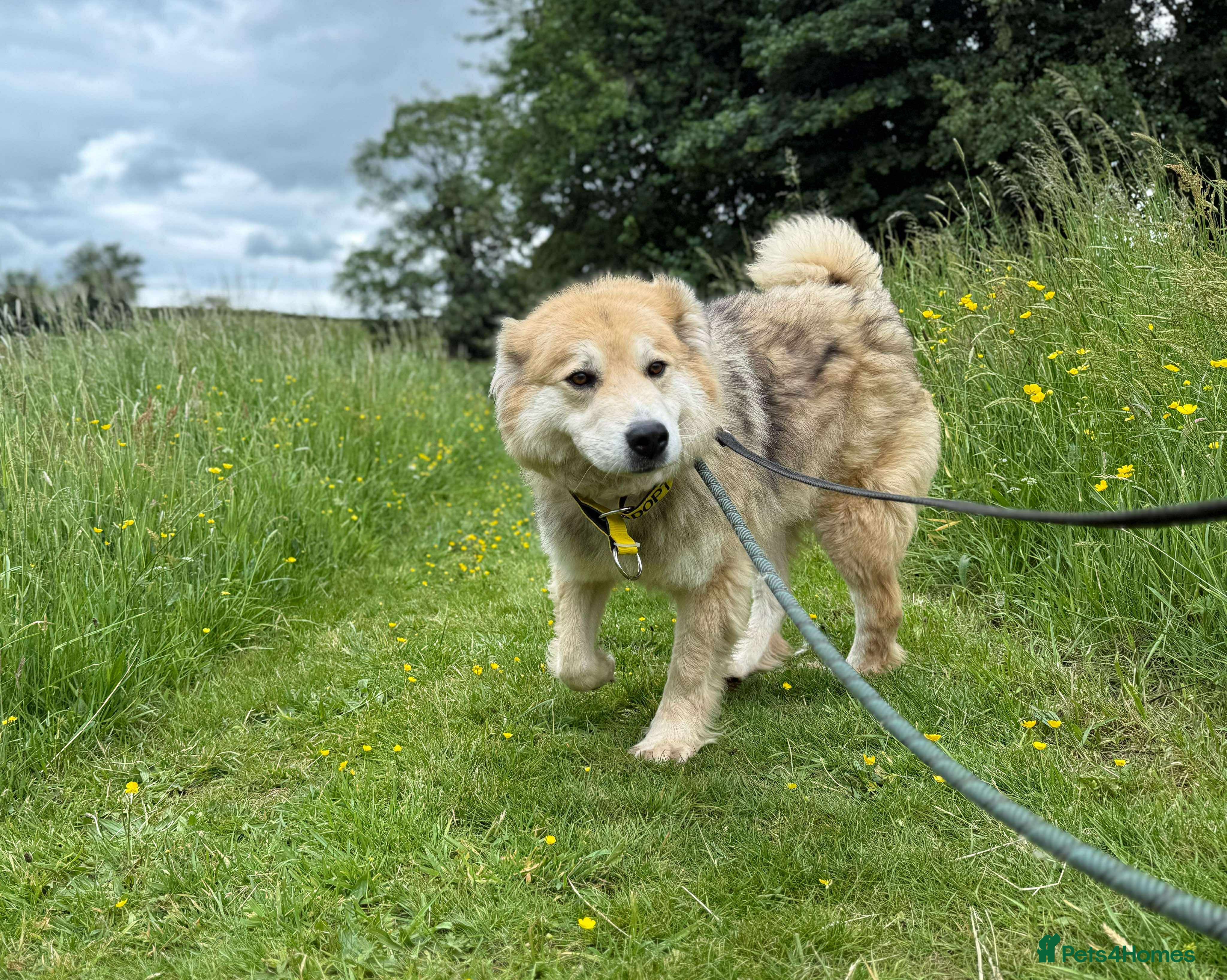 Meet Paddy, currently residing in Cheshire — Mixed Breed