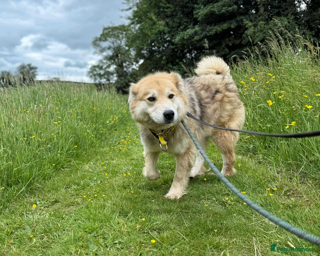Mixed Breed dogs for adoption: Meet Paddy, currently residing in Cheshire  in Nantwich - Advert 39