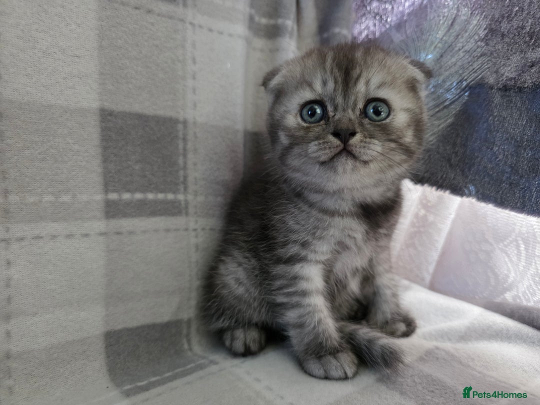 Scottish Fold cats for sale: Scottish-fold/straight ears kittens grey colour - Image 7