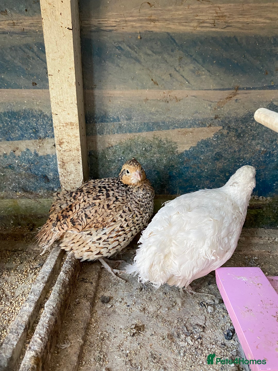 Chickens poultry for sale: Beautiful cock, Pigeon,Quail,H-egg,priceseparate  in Barking - Image 8