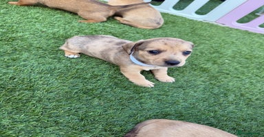 Mixed Breed dogs - Advert 8