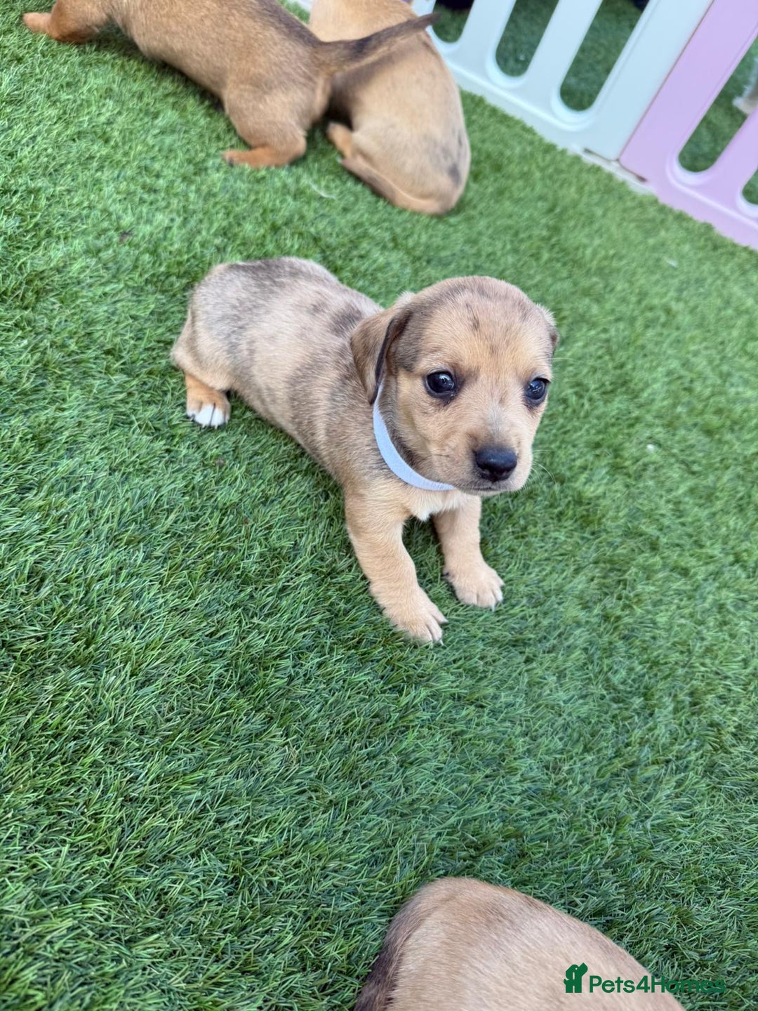 Mixed Breed dogs for sale: 7 beautiful jackshund puppies for sale - Image 1