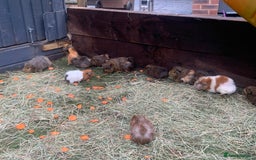 Guinea Pig rodents for sale: Guinea pigs!! - Image 3