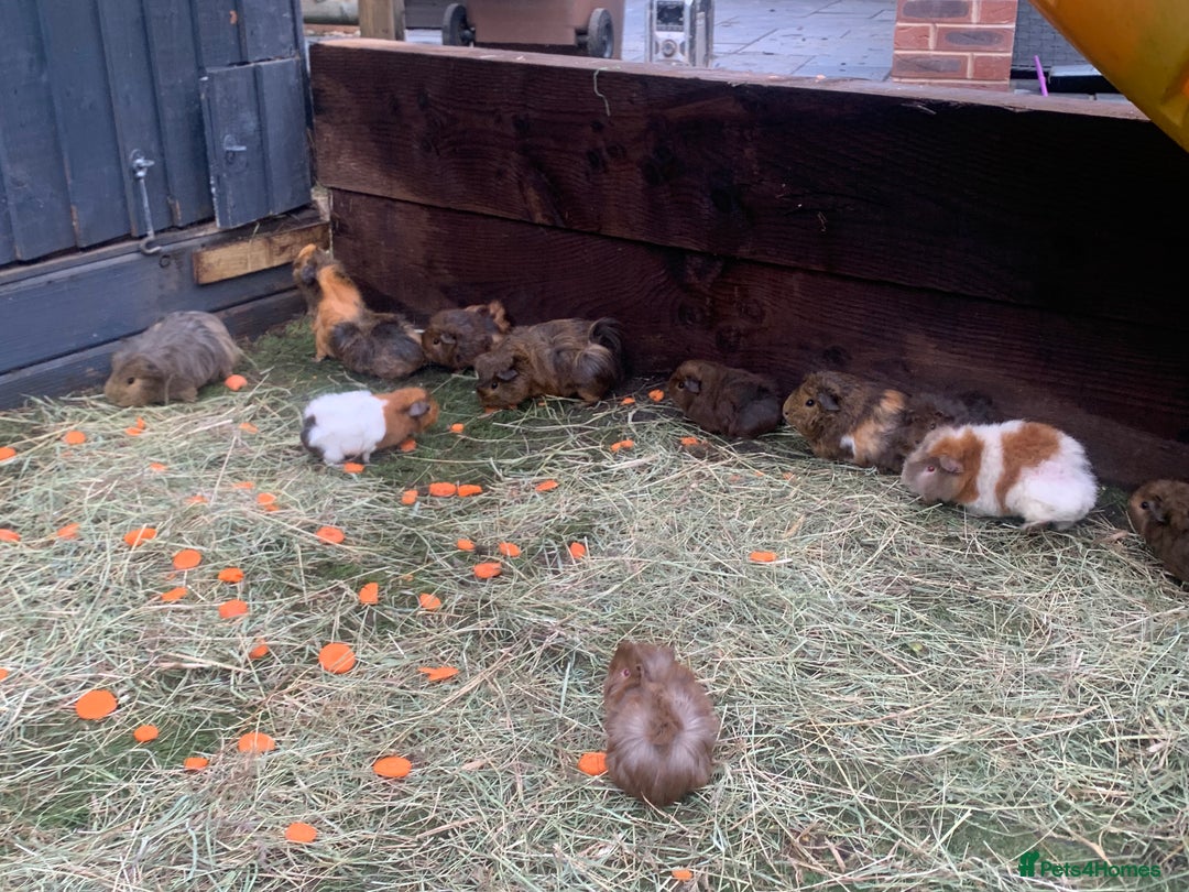 Guinea Pig rodents for sale: Guinea pigs!! - Image 3