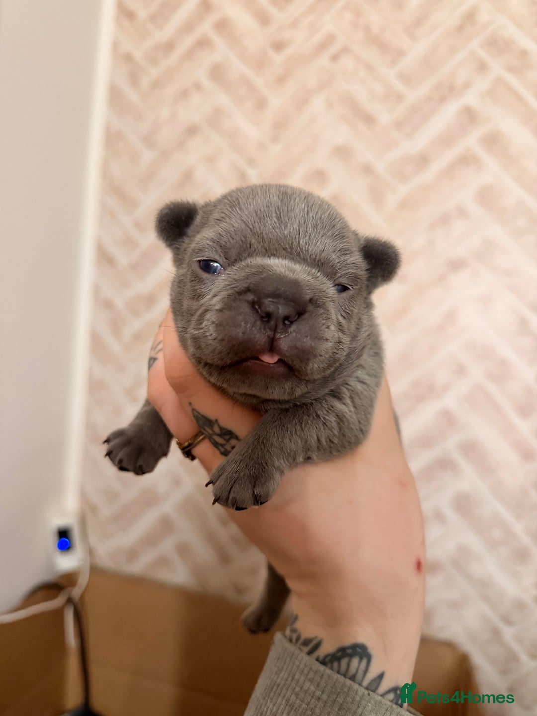French Bulldog dogs for sale: Dwkc registered french bull dog puppies - Advert 5