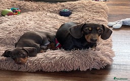 Miniature Dachshund dogs for sale: READY NOW - short haired miniature dachshunds  - Image 26