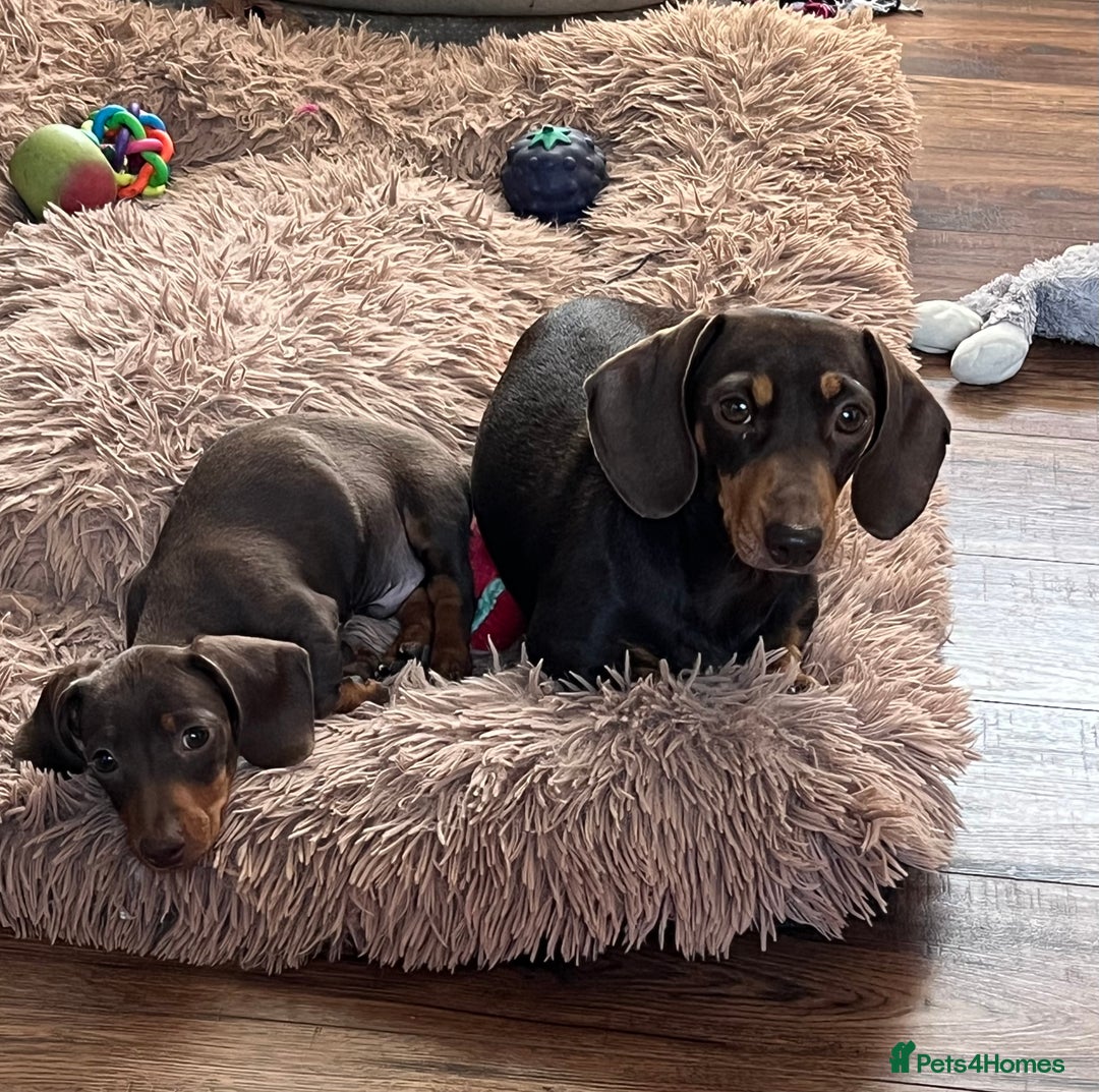 Miniature Dachshund dogs for sale: READY NOW - short haired miniature dachshunds  - Image 26