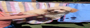 Toy Poodle 2